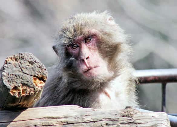 動物図鑑・ヤクニホンザル